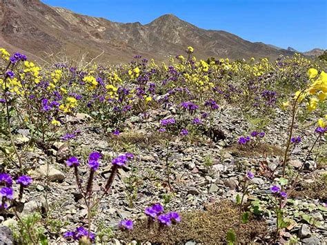 2023 Death Valley Wildflower Report - DesertUSA