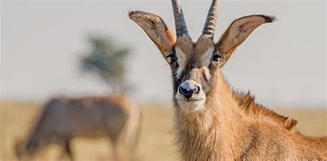 What Kenya must do to save its roan antelope population