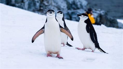 Research finds Antarctic penguin colonies declining due to climate change - Climate Action