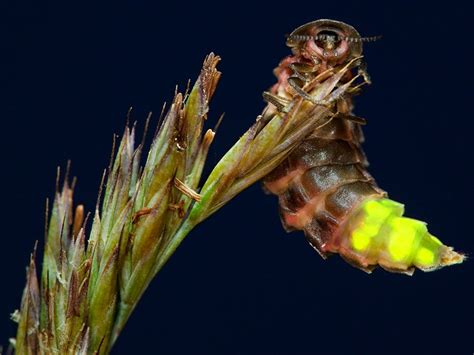 How Do Glowworms Glow? | Britannica