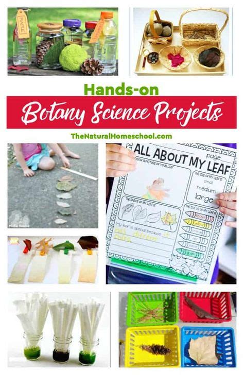 Printable Botany Projects for Kids and Learning Leaf Activities ...