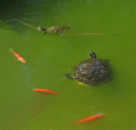 Goldfish in the Wild: Understanding their Natural Habitat - Fish In Tank