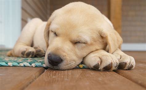 How Much Do Puppies Sleep? The Puppy Sleep Calculator