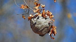 Hornet Nest Removal: How To Get Rid Of Hornets Safely and Easily