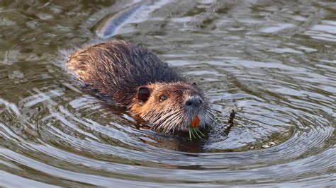 Nutria Are Everywhere!