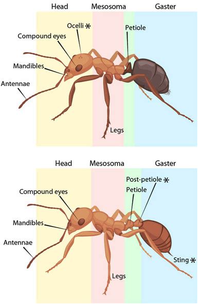 The Biology of Ants - Ant Colony Art Castings