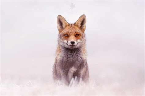 Red Fox in Snow World by thrumyeye on DeviantArt