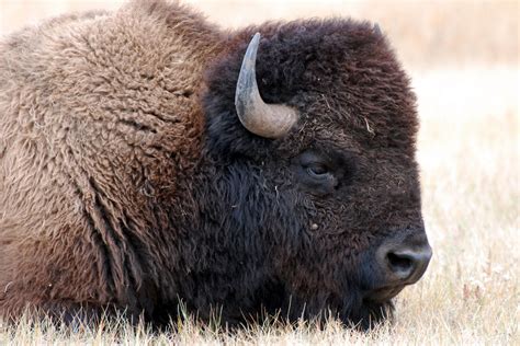 Bison Buffalo Free Stock Photo - Public Domain Pictures