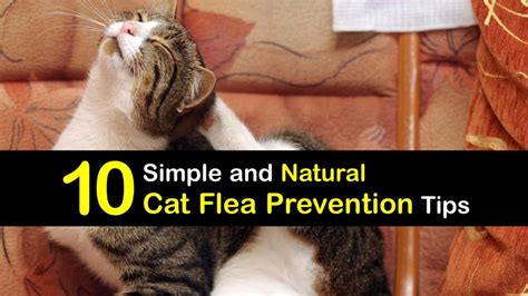 Preventing Fleas on Cats - Natural Tips for Cat Flea Prevention