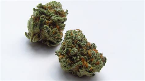 Grape Soda Strain Review | Westword