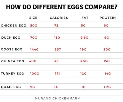 Ostrich Egg Nutrition Facts | Besto Blog