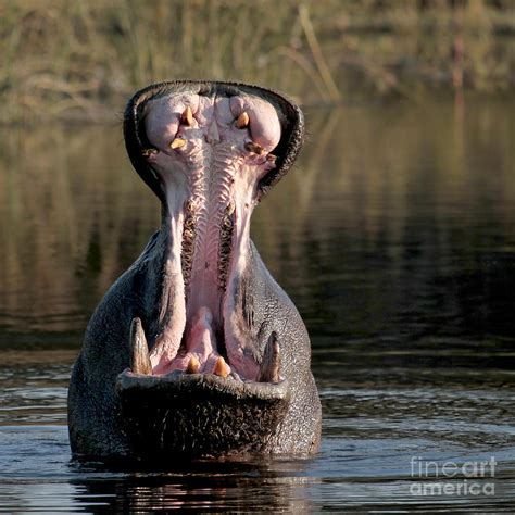 Yawning Hippo Photograph by Liz Leyden