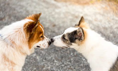 Dog Mating Season: When Do They Breed? - AZ Animals