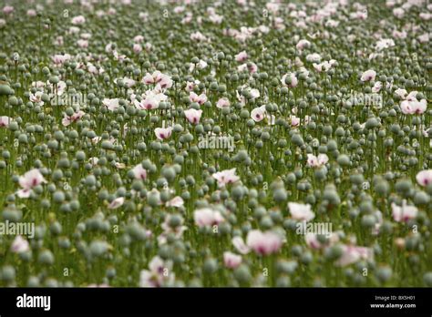 pink poppy field UK Stock Photo - Alamy