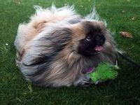 630 Pekingese Show Style Dogs - "Signature Peke's" ideas | pekingese ...