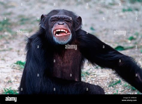 Chimp smiling Stock Photo - Alamy