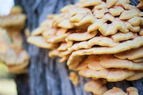 Laetiporus sulphureus, known commonly as Chicken of the Woods / Nick Babladelis | Chicken of the ...