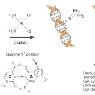 The effects of bifunctional alkylating agents on DNA. Note the... | Download Scientific Diagram