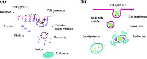 Schematic representation of A) clathrin-mediated endocytosis and B ...