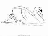 Graceful White Swan Coloring Page For Kids  Free Swans And Geese sketch template