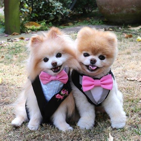 Is Boo Just A Pomeranian With a Haircut? | Boo the dog, Famous dogs, Cute animals