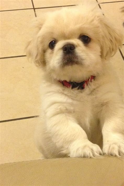 Pekingese puppies the the ultimate! | Pekingese puppies, Pekingese dogs, Pekingese