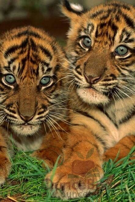 1000+ images about Bengal tigers on Pinterest | To be, Cant wait and ...