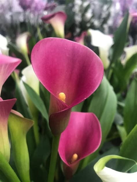 An ULTIMATE Guide for indoor Calla Lilies (Zantedeschia)