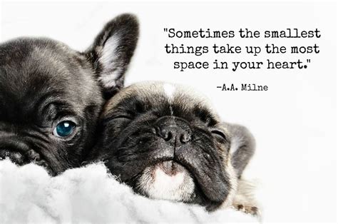 French Bulldog Quotes - Quotes Collection