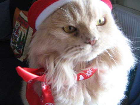 Merry Christmas - Cats Photo (33154214) - Fanpop