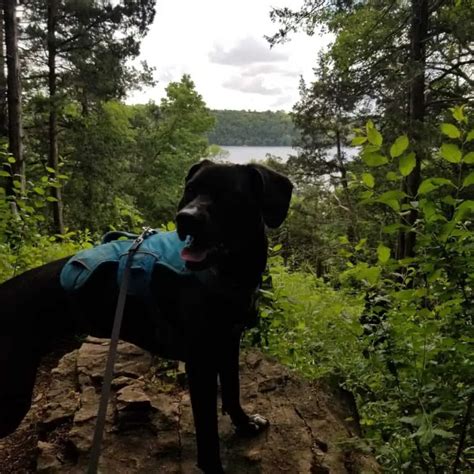 The Washington County (MN) Parks Pass – Is it worth it for dog owners ...