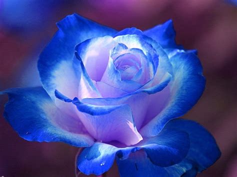 Beautiful Rose Flowers, Exotic Flowers, Amazing Flowers, Beautiful Flowers, Beautiful Pictures ...