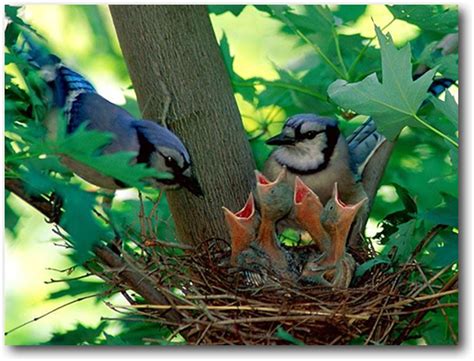 Bird In Everything: Blue Jay Bird Habitat