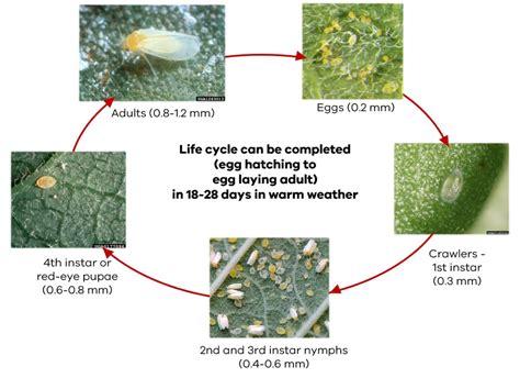 Silverleaf white fly | Priority pest insects and mites | Pest insects ...