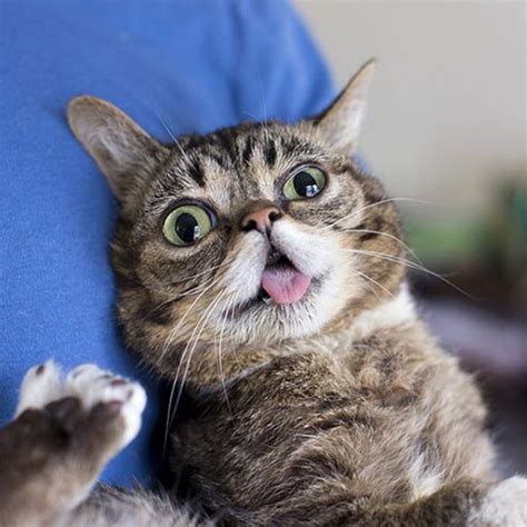 Lil Bub, the Internet's Cutest Viral Cat, Has Died At Age 8