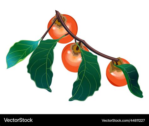 Persimmon branch with and leaves Royalty Free Vector Image