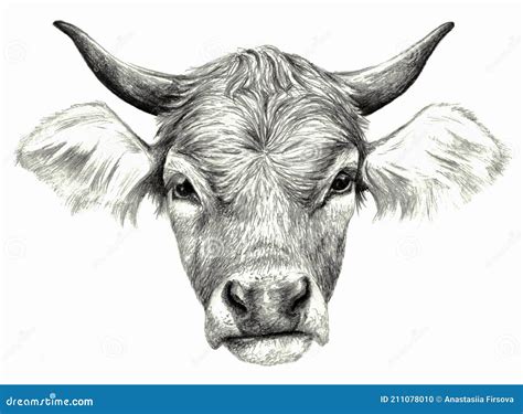 Cow`s Head Isolated On White. Realistic Detailed Pencil Drawing. Stock ...