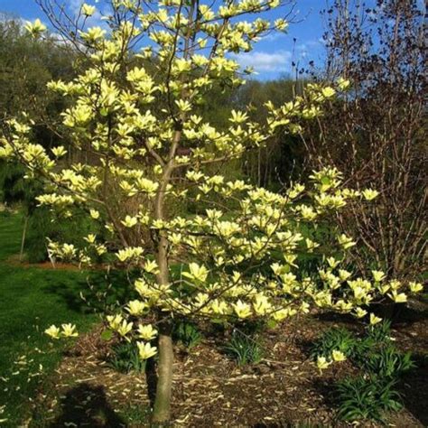 Magnolia x brooklynensis, ‘Yellow Bird’ | Kiefer Nursery: Trees, Shrubs ...