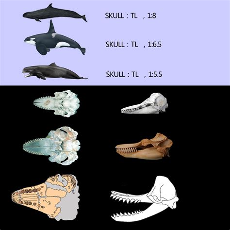 Megalodon vs. Livyatan melvillei | The World of Animals