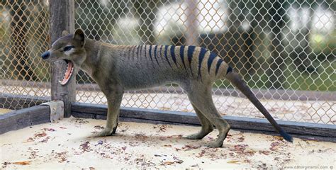 Thylacine- extinct, alive, or reborn ? - AR15.COM