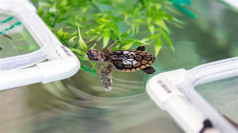 Baby Sea Turtles Rescued From Swimming Pool - Clearwater Marine Aquarium