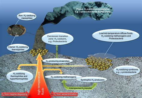 Scientists Discover Deep-Sea Bacteria Have a Metabolism Unlike Anything We've Seen Before ...