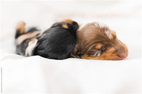 "Sleeping Dachshund Puppies" by Stocksy Contributor "Samantha Gehrmann ...