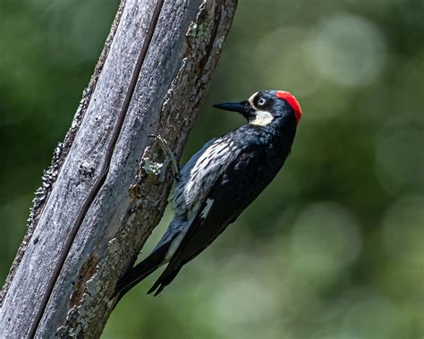 Acorn Woodpecker - Native Here Nursery