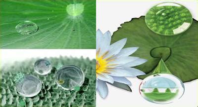 Nanotechnology - Lotus Effect,Lotus Effect Nanotechnology,Lotus Effect Applications,Lotus Effect ...