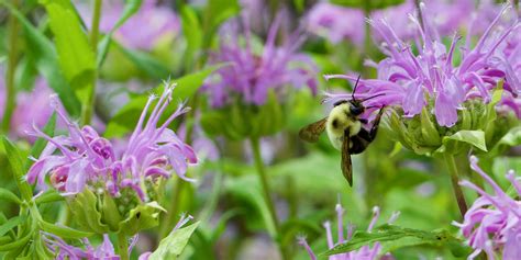 Tips for Growing Bee Balm - Platt Hill Nursery