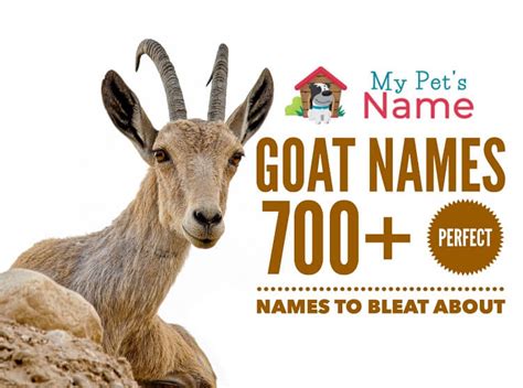 Goat Names: 700+ Perfect Names to Bleat About | My Pet's Name