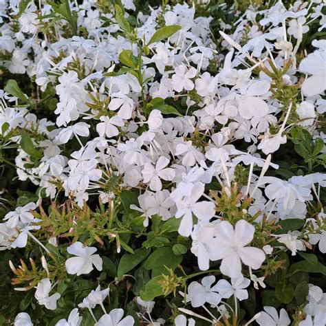 Plumbago auriculata - white – Hedges Online