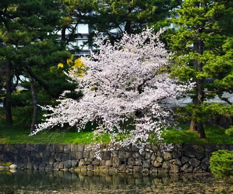 Japan cherry blossom Stock Photos, Royalty Free Japan cherry blossom ...