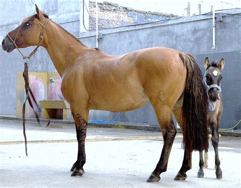 Criollo Horse Info, Origin, History, Pictures